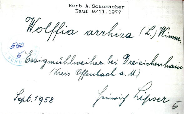 Handschrift Heinrich Lipser